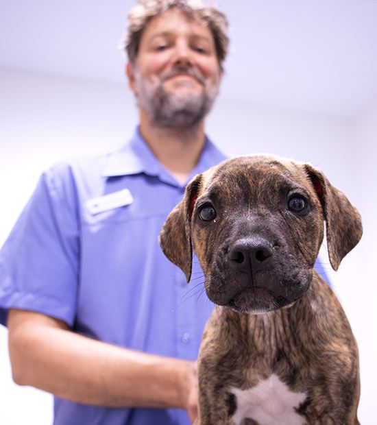 A Kalamunda Veterinary Hospital veterinarian holding a puppy
