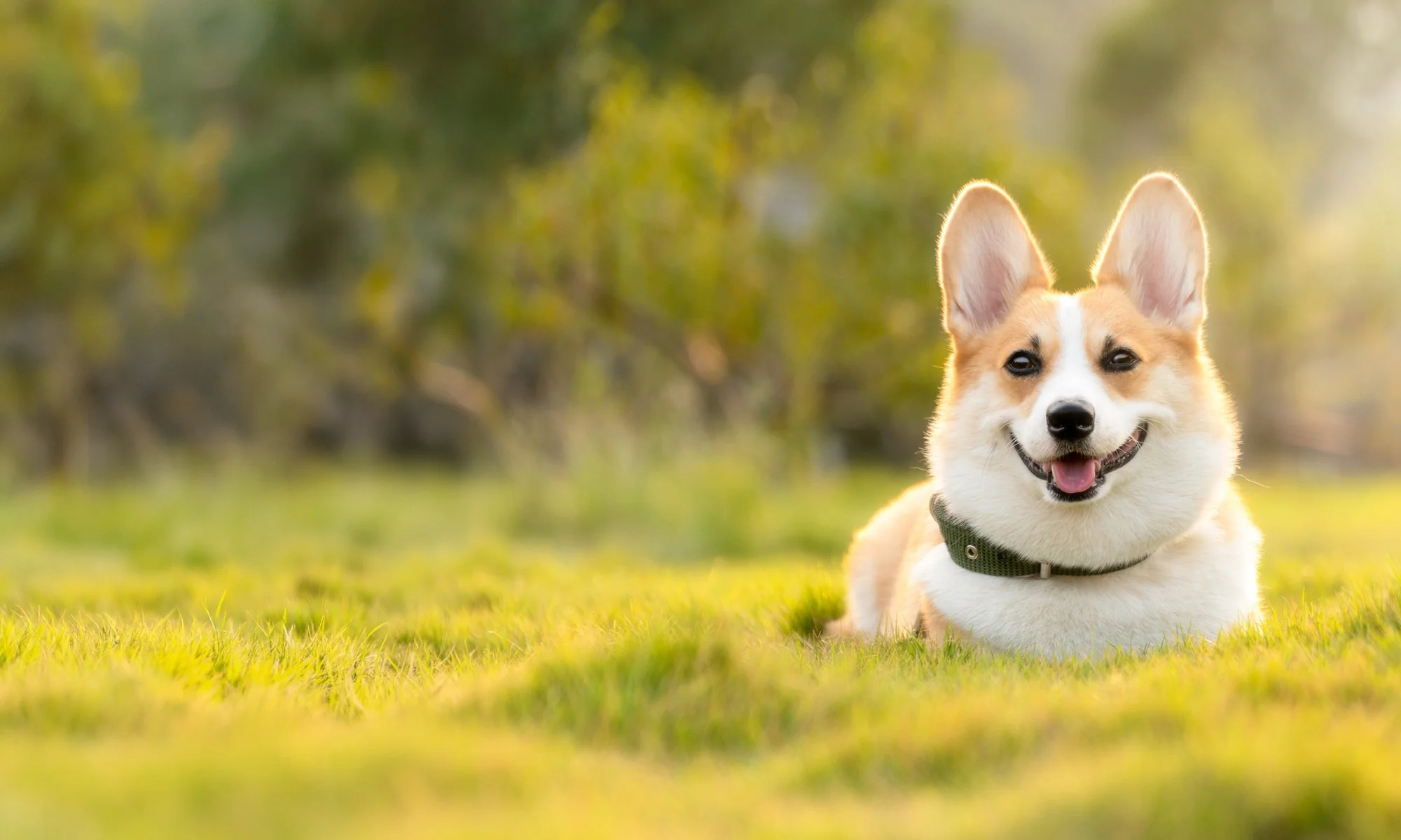 A happy corgi lying in sunlit grass
