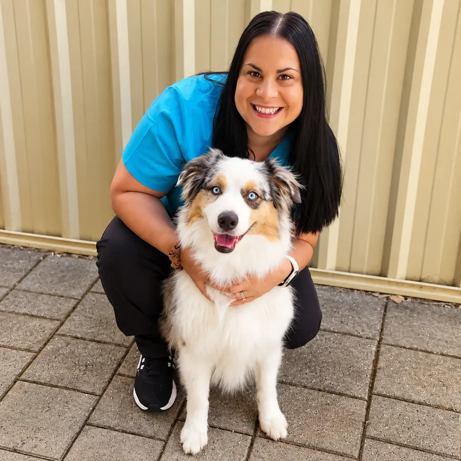 A Kalamunda Veterinary Hospital team member crouching beside an adult Australian Shepherd